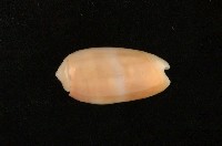 藏品(紫口榧螺)的圖片